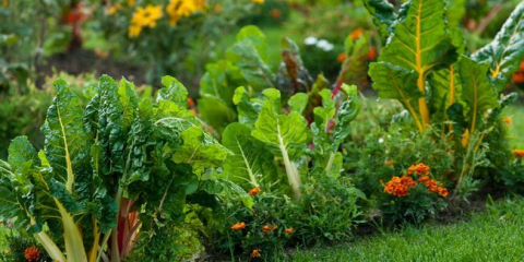 Lunární setí kalendář pro zahradníky a zahradníci ukrajiny pro 2022: příznivé dny v měsících